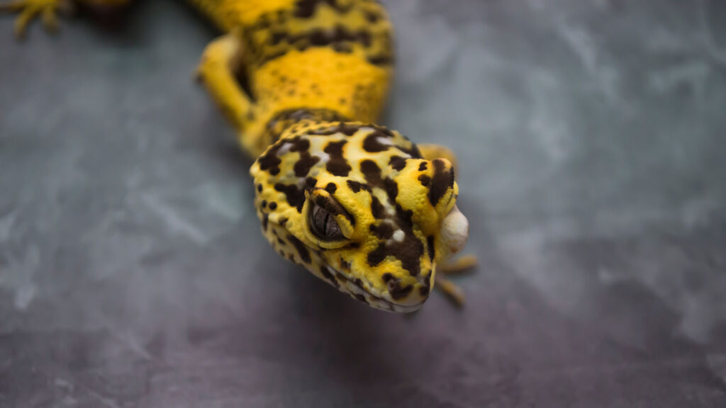 Lemon-Frost-Leopard-Gecko